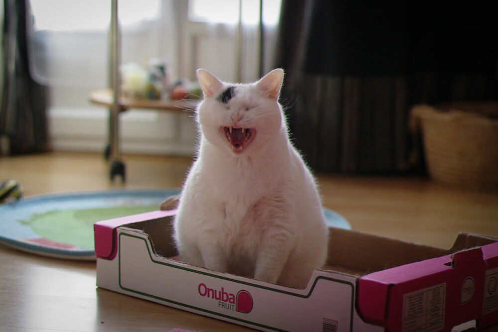 约基奇遥控纽约德比,一场没有约基奇的约基奇式胜利