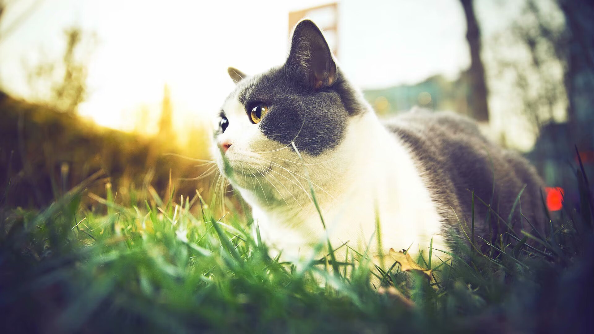 举刀之时，计时器还未走过半场，库里如何将七场血战蒸发为一瞬