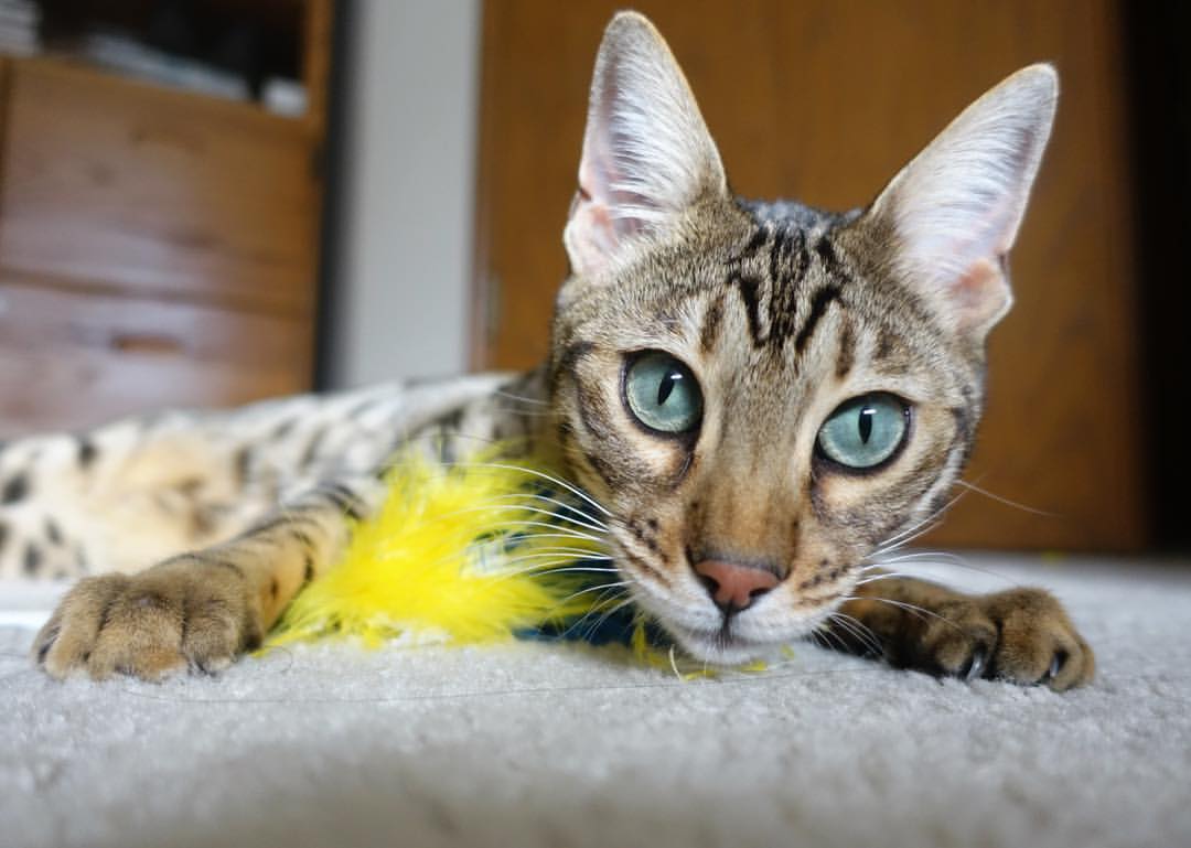 中国教练的手机震动，哈登与灰熊的胜利在午夜共振