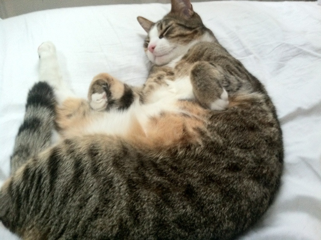 解码斯通斯，伊朗团队篮球的终极武器，如何连续得分压制摩洛哥