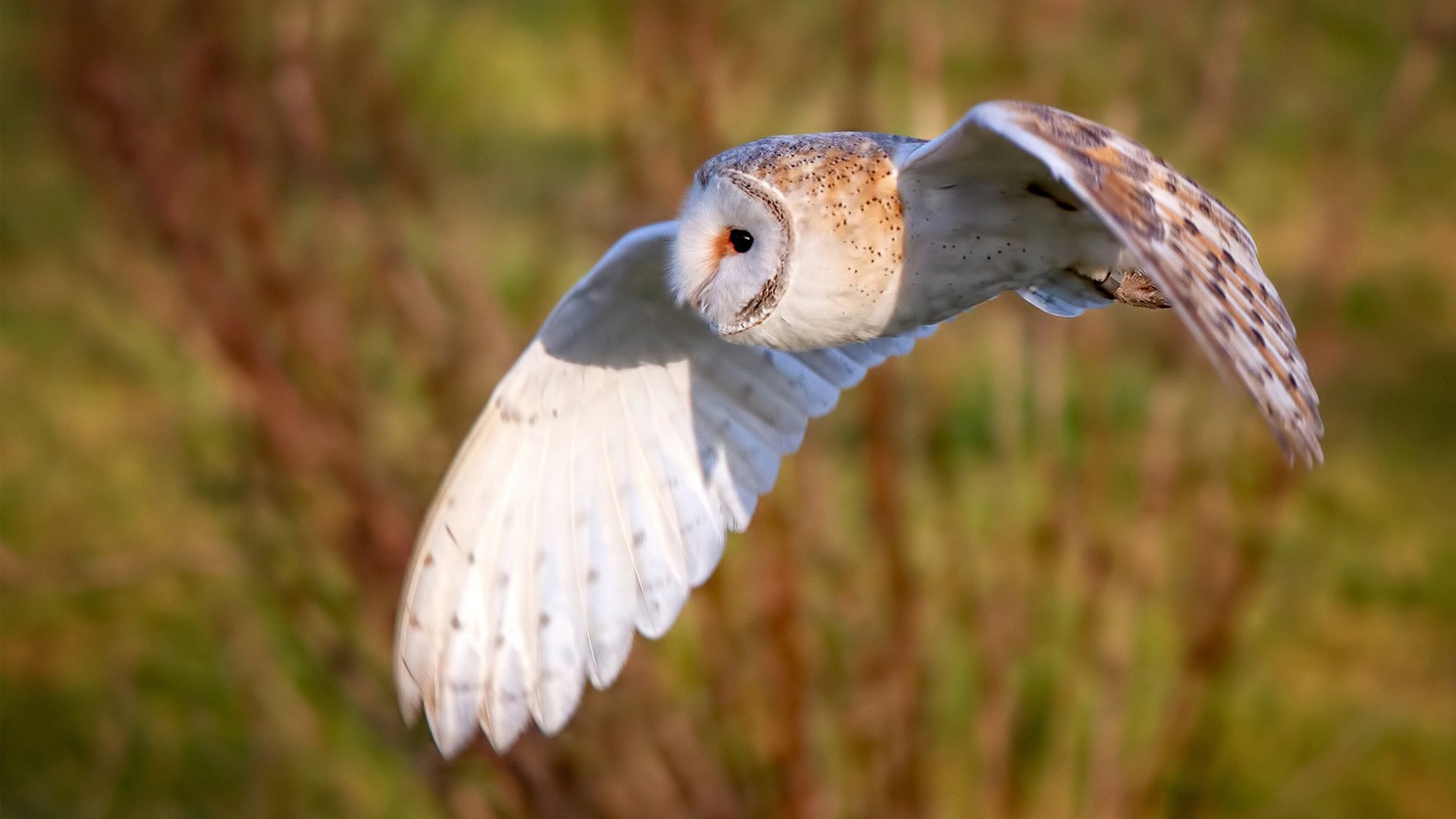 暗夜魔术师与数据风暴，拉文如何将街道赛变成个人秀场