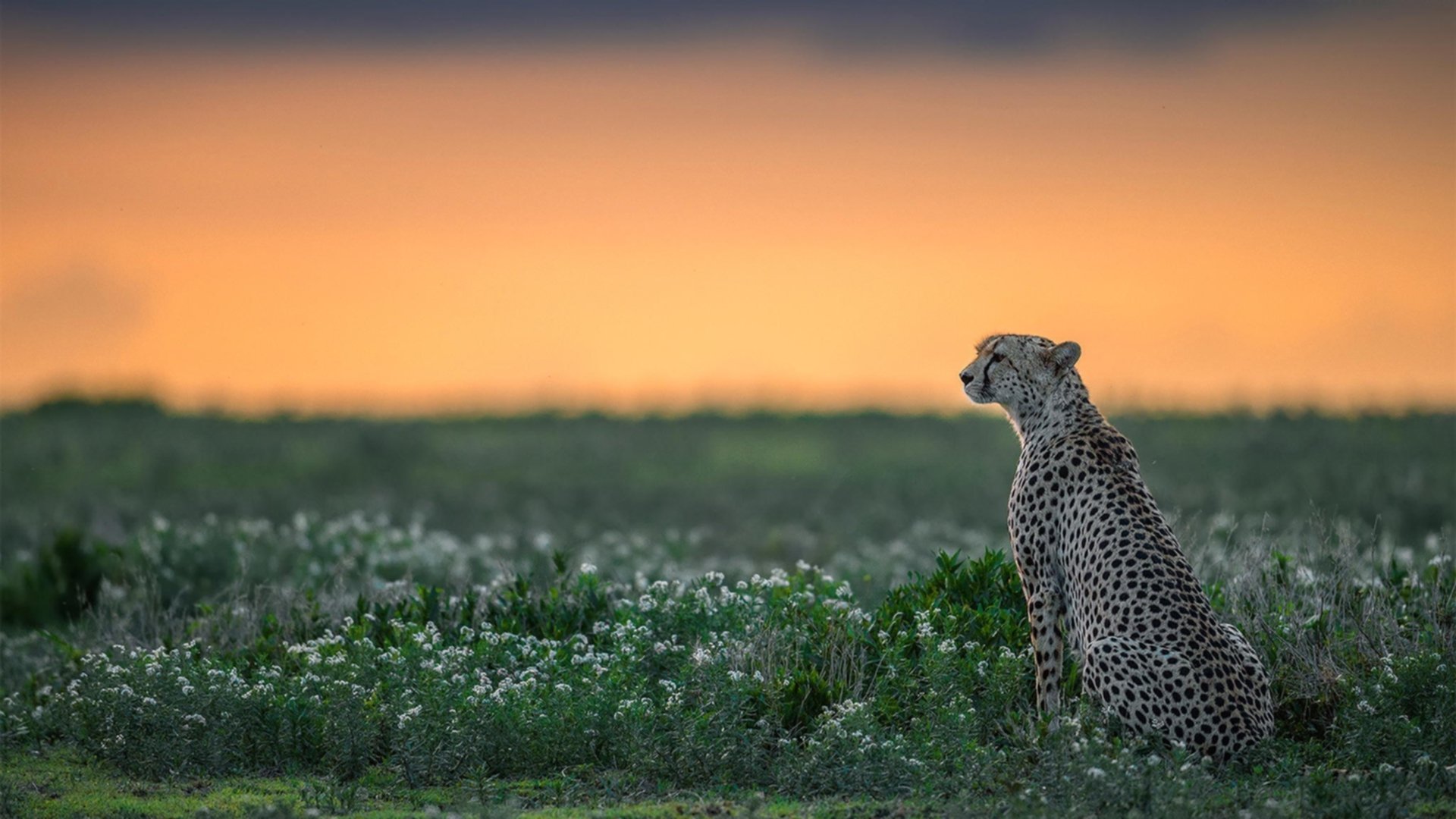 范弗利特45分弑旧主！老鹰加时强行终结快船6连胜