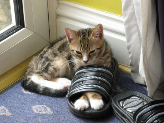 年度焦点之战，篮网团队风暴打穿黄蜂，锡安独揽风云难挽败局