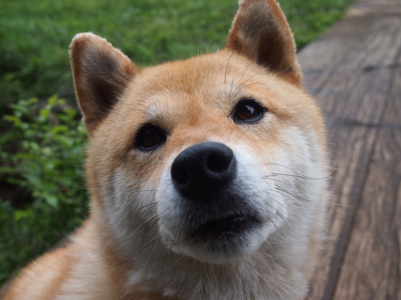 跨洋连线，东契奇的节奏法典，如何助力北京队制服马刺？