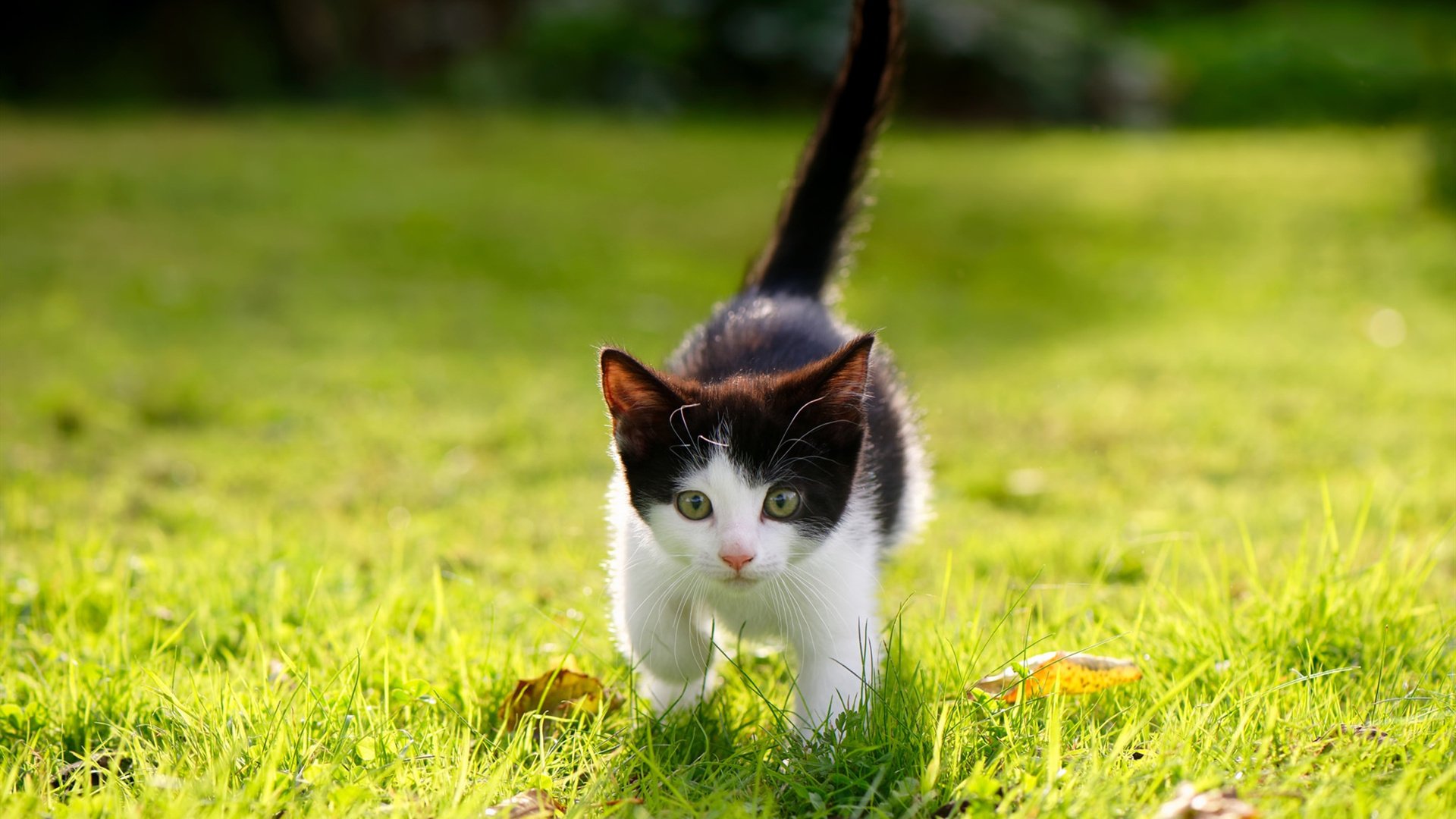 老树开花，保罗不掉线的稳定，才是掘金破局的隐形利刃