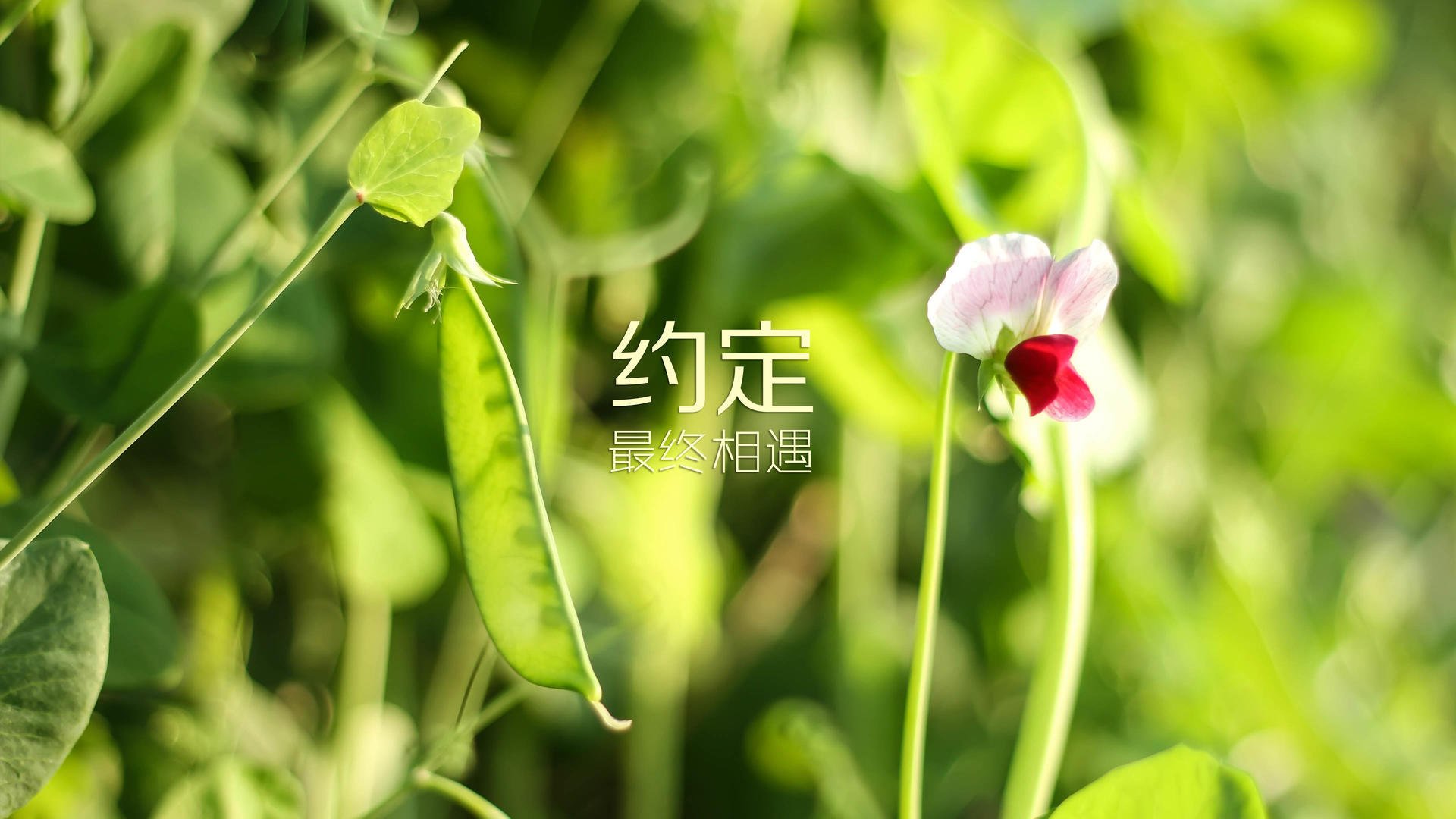 血色黄昏下的奇迹，德布劳内叛逃橙衣，率哥斯达黎加冷血撕碎克罗地亚黄金一代的挽歌